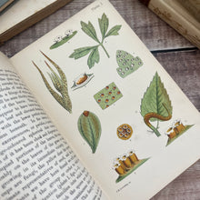 Load image into Gallery viewer, 1898 An Introduction to the Study of Microscopic Fungi; Illustrated Victorian Book
