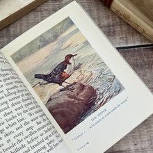 Load image into Gallery viewer, Feathered Friends of Stream and Shore by Eleanor E Helme; With Dust Jacket
