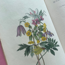 Load image into Gallery viewer, 1833 The Moral of Flowers; First Edition with Hand Coloured Plates RARE (et)
