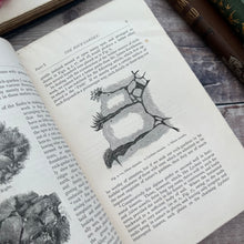 Load image into Gallery viewer, 1870 Alpine Flowers for English Gardens by W Robinson; Illustrated Victorian Book

