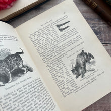 Load image into Gallery viewer, The Boy's Own Book of Natural History by Rev JG Wood; Jessie King Design Cover
