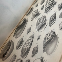 Load image into Gallery viewer, 1851 A Manual of the Mollusca or A Rudimentary Treatise of Recent and Fossil Shells
