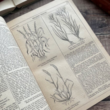 Load image into Gallery viewer, 1864 The Ladies' Treasury; An Illustrated Magazine of Entertaining Literature Vol 8
