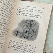 Load image into Gallery viewer, The Little Naturalist Series; In the Garden and At the Seaside Illustrated Books
