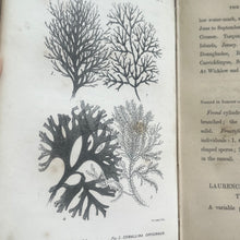 Load image into Gallery viewer, 1853 The Marine Botanist; An Introduction to the Study of British Seaweeds Illustrated
