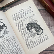 Load image into Gallery viewer, The Boy's Own Natural History Beautiful Cloth Binding Late Victorian Book
