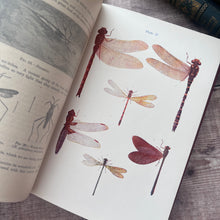 Load image into Gallery viewer, 1912 The Outdoor World or The Young Collector's Handbook by W Furneaux; Illustrated
