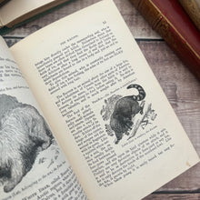 Load image into Gallery viewer, The Boy's Own Natural History Beautiful Cloth Binding Late Victorian Book
