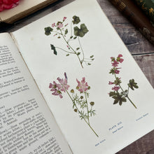Load image into Gallery viewer, 1907 Flowers of the Field by Rev CA Johns; Antique Floral Binding Book

