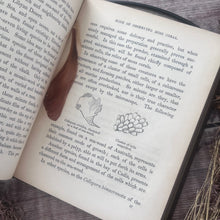 Load image into Gallery viewer, Wonders of the Waters; Circa 1846 Early Victorian Nature Book Illustrated
