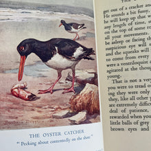 Load image into Gallery viewer, Feathered Friends of Stream and Shore by Eleanor E Helme; With Dust Jacket
