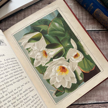 Load image into Gallery viewer, The Little Flower Seekers by Rosa Mulholland Beautiful Victorian Children's Book
