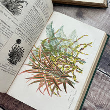 Load image into Gallery viewer, 1897 Beeton's New Dictionary of Every-day Gardening; Victorian Illustrated Book
