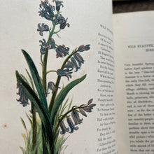Load image into Gallery viewer, 1860 Common Wayside Flowers Illustrated by Birket Foster FIRST EDITION
