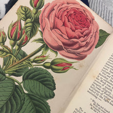 Load image into Gallery viewer, 1885 The Amateur's Rose Book by Shirley Hibberd Victorian Gardening Book

