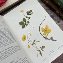 Load image into Gallery viewer, 1907 Flowers of the Field by Rev CA Johns; Antique Floral Binding Book
