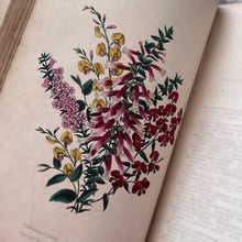 Load image into Gallery viewer, 1838 The Greenhouse, Hot House and Stove by Charles McIntosh; Hand Coloured Plates
