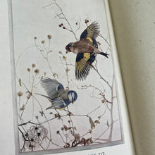 Load image into Gallery viewer, 1919 Birds in Town and Village; Illustrated by Edmund Detmold Colour Plates
