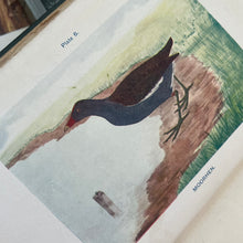 Load image into Gallery viewer, British Birds and Their Eggs by J Maclair Boraston; Early 20th Century Illustrated Book
