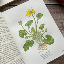 Load image into Gallery viewer, 1905 Wayside and Woodland Blossoms; Edwardian Illustrated Book (et)
