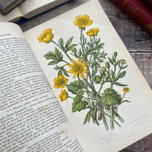 Load image into Gallery viewer, Flowers Plants Of Great Britain by Anne Pratt Volume One Half Morocco Binding
