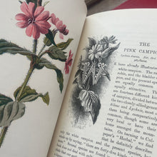 Load image into Gallery viewer, Familiar Wild Flowers Seven Volumes Bound as Four; Quarter Leather Illustrated Set
