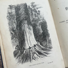 Load image into Gallery viewer, Beauties and Wonders of Vegetable Life; 19th Century Illustrated Book
