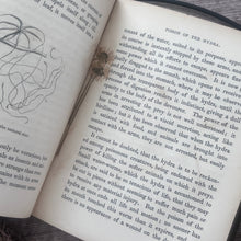 Load image into Gallery viewer, Wonders of the Waters; Circa 1846 Early Victorian Nature Book Illustrated
