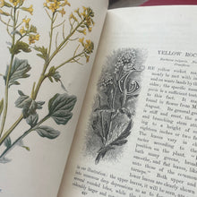 Load image into Gallery viewer, Familiar Wild Flowers Seven Volumes Bound as Four; Quarter Leather Illustrated Set
