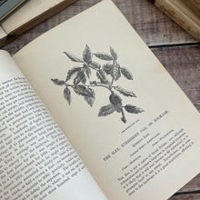 Load image into Gallery viewer, 1899 The Forest Trees of Britain by Rev C.A. Johns; Illustrated Victorian Book
