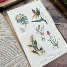 Load image into Gallery viewer, 1911 Alpine Plants of Europe by H.S.Thompson; Antique Floral Binding Book
