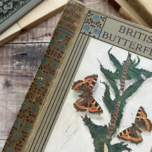 Load image into Gallery viewer, 1914 British Butterflies by A.M Stewart; Peeps at Nature Series First Edition
