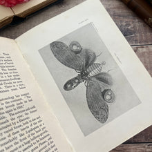 Load image into Gallery viewer, Rare 1921 Insect Life by C.A.Ealand First Edition Antique Illustrated Book
