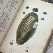 Load image into Gallery viewer, 1857 Manual of the Land and Fresh-Water Shells of the British Islands by William Turton
