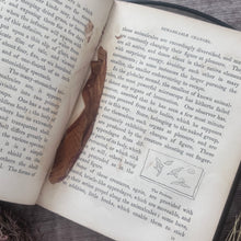 Load image into Gallery viewer, Wonders of the Waters; Circa 1846 Early Victorian Nature Book Illustrated
