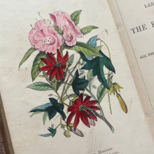 Load image into Gallery viewer, 1858 The Ladies Companion to the Flower Garden by Mrs Loudon; Hand Coloured Frontispiece
