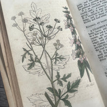 Load image into Gallery viewer, Early 1800's The Family Herbal by Sir John Hill; With Hand Coloured Plates
