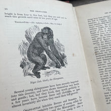 Load image into Gallery viewer, The Boy's Own Book of Natural History by Rev JG Wood; Jessie King Design Cover
