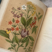 Load image into Gallery viewer, A Year with the Wild Flowers by Edith Waddy; Victorian Illustrated Botany Book

