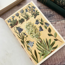 Load image into Gallery viewer, Alpine flowers by L &amp; Prof Dr. C Schroter Antique Illustrated Book Beautiful Binding
