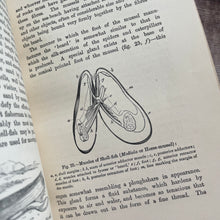 Load image into Gallery viewer, Sketches of Animal Life and Habits by Andrew Wilson; Victorian Illustrated Nature Book
