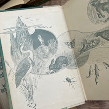 Load image into Gallery viewer, The Little Naturalist Series; In the Garden and At the Seaside Illustrated Books
