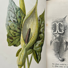 Load image into Gallery viewer, Familiar Wild Flowers First Series by Edward Hulme; Half Leather Illustrated Book
