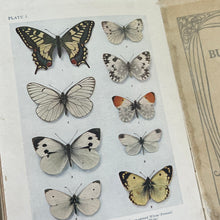 Load image into Gallery viewer, 1914 British Butterflies by A.M Stewart; Peeps at Nature Series First Edition
