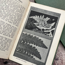Load image into Gallery viewer, Two Volumes of Small Vintage Nature Books...British Fungi and Ferns

