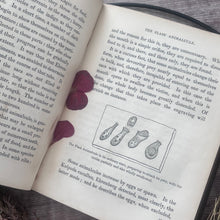 Load image into Gallery viewer, Wonders of the Waters; Circa 1846 Early Victorian Nature Book Illustrated
