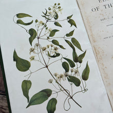 Load image into Gallery viewer, 1907 Flowers of the Field by Rev CA Johns; Antique Floral Binding Book
