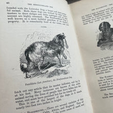 Load image into Gallery viewer, The Boy's Own Book of Natural History by Rev JG Wood; Jessie King Design Cover
