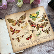 Load image into Gallery viewer, Disbound Book with a Collection of Colour Illustrations of Butterflies and Moths
