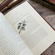 Load image into Gallery viewer, 1877 Drawings from Nature by Barnard Progressive Instructions in Sketching Victorian Book
